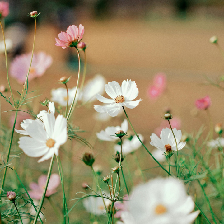 Accueillir le printemps : un voyage intérieur de croissance spirituelle et de renaissance