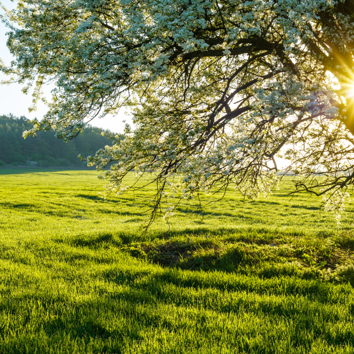 Accueillir le printemps : un voyage intérieur de croissance spirituelle et de renaissance