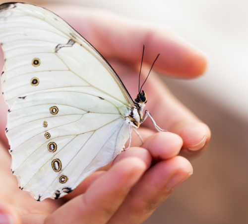 voyage intérieur, soin énergétique, channeling, guidance, pleine lune, Brocéliande, voyages initiatiques