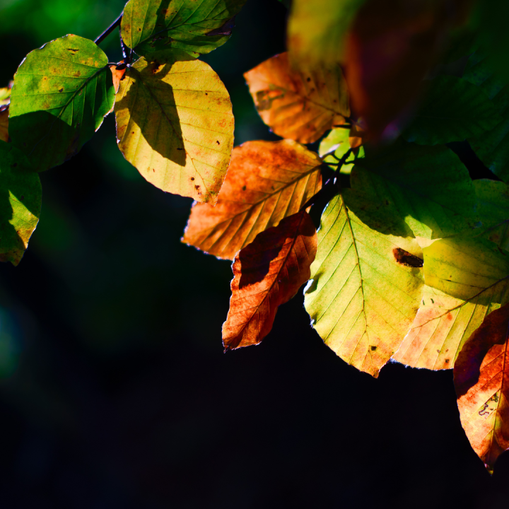 Rituel de récolte intérieure pour l’équinoxe d’automne